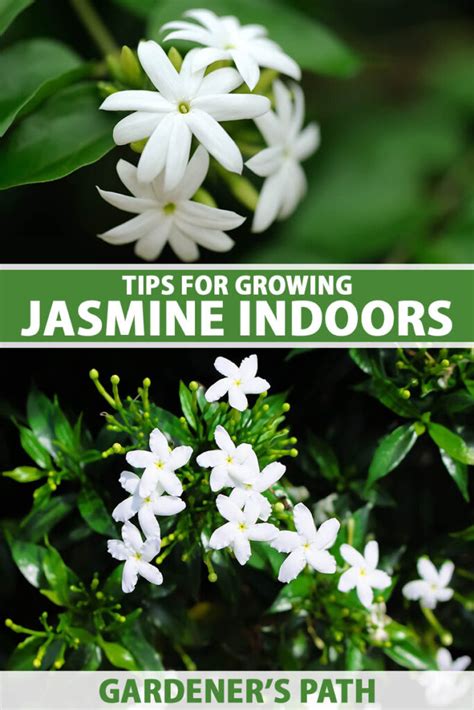 Brazilian Jasmine Plant: Outdoor Growing Tips for a Beautiful .